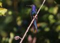Diversidade da Avifauna no Tocantins e a importância das Unidades de Conservação para a sobrevivência das Aves