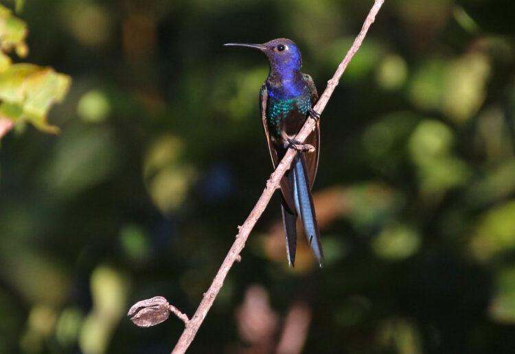Diversidade da Avifauna no Tocantins e a importância das Unidades de Conservação para a sobrevivência das Aves