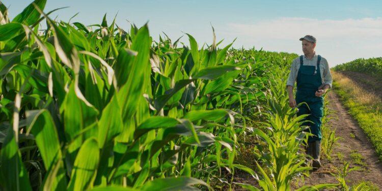 Cooperativas de crédito ganham espaço, desafiam bancos e chamam a atenção do agronegócio