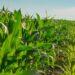 Cooperativas de crédito ganham espaço, desafiam bancos e chamam a atenção do agronegócio