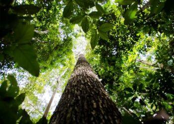 Em nova doação, Noruega repassa mais de R$ 270 mi ao Fundo Amazônia; Tocantins está entre os beneficiados