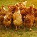Como as novas diretrizes europeias na produção de frango podem impactar a indústria nacional?