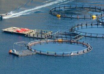 Concessão de águas da União em Tocantins impulsiona aquicultura no Estado