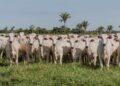 Campanha de declaração de propriedades rurais com bovídeos no Tocantins bate o índice de 95,3%