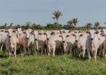 Campanha de declaração de propriedades rurais com bovídeos no Tocantins bate o índice de 95,3%