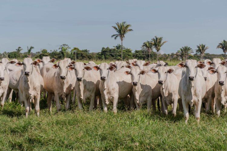 Campanha de declaração de propriedades rurais com bovídeos no Tocantins bate o índice de 95,3%