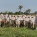 Campanha de declaração de propriedades rurais com bovídeos no Tocantins bate o índice de 95,3%