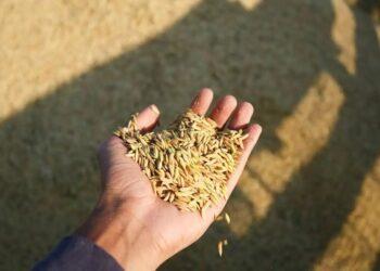 Colheita de arroz se encerra no RS com 7,16 milhões de toneladas do grão