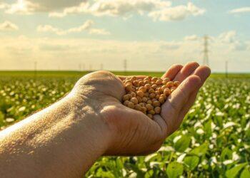 Plano Safra 2024/2025: Iniciativa que impulsiona o agronegócio