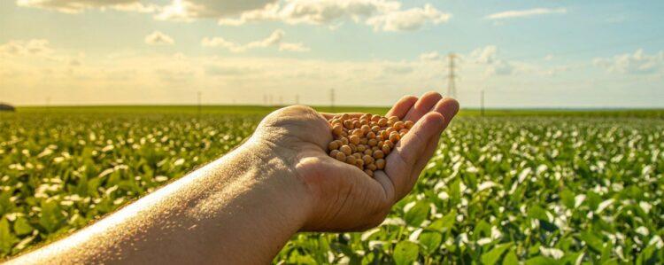 Plano Safra 2024/2025: Iniciativa que impulsiona o agronegócio