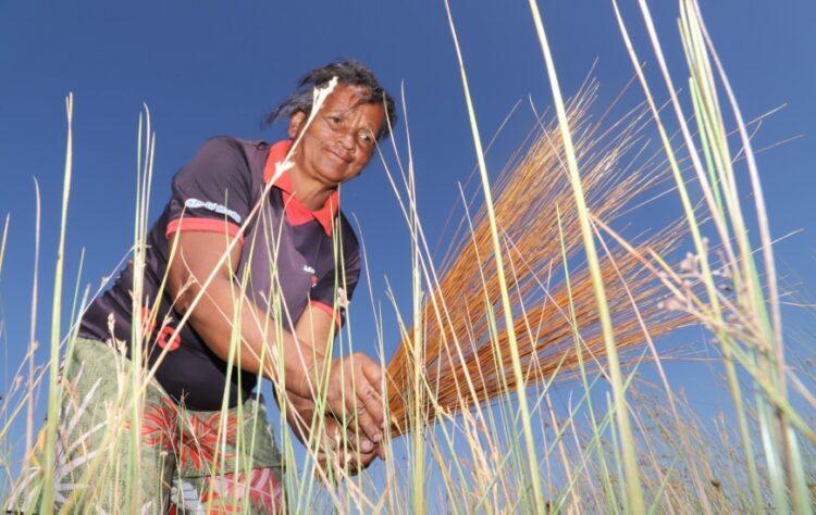 Prazo para solicitação de licença de manejo do capim-dourado e buriti é estendido