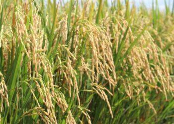 Zarc aponta 80% de chance de sucesso para plantio de arroz irrigado em grande parte do Tocantins