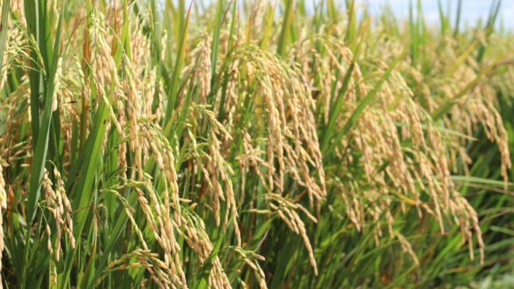 Zarc aponta 80% de chance de sucesso para plantio de arroz irrigado em grande parte do Tocantins