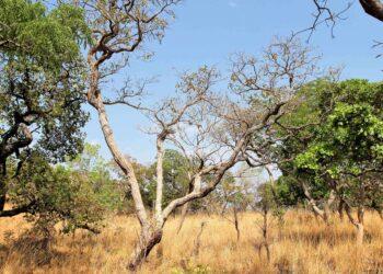 Tocantins celebra redução de 31,56% no desmatamento do bioma Cerrado