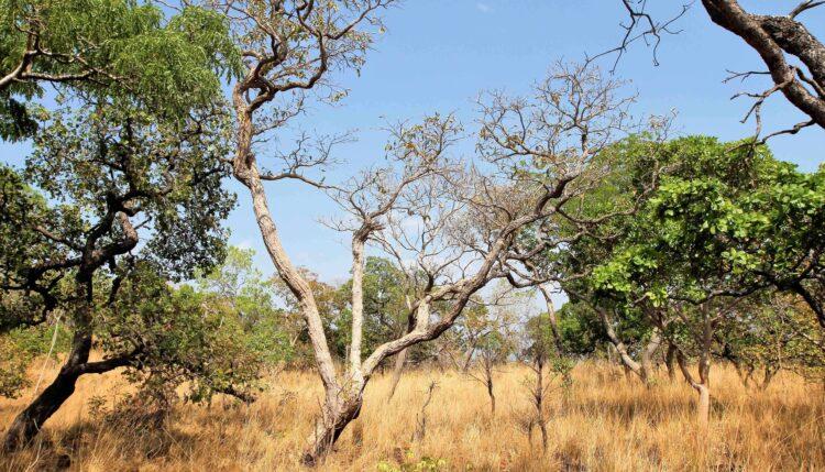 Tocantins celebra redução de 31,56% no desmatamento do bioma Cerrado