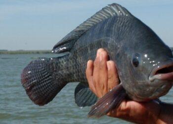 Órgão de Defesa Agropecuária lança guia digital com orientações sanitárias para cultivo de tilápias