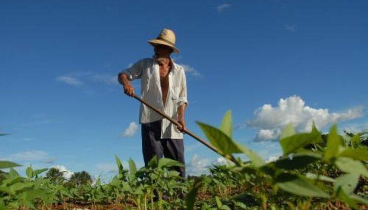Tocantins comemora Dia do Agricultor com avanços significativos na produção agrícola