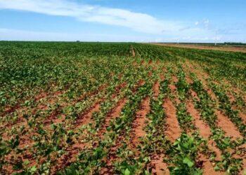 Portaria que alinha datas de plantio da soja é publicada