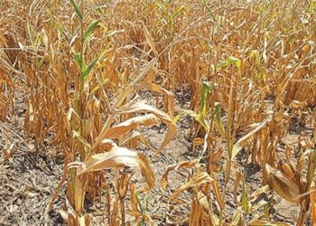 Rio Grande do Sul completa nove meses sem seca; Tocantins se manteve estável