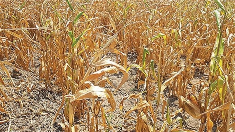 Rio Grande do Sul completa nove meses sem seca; Tocantins se manteve estável