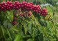 Com safra mais rápida no Brasil, café amplia baixas nesta segunda-feira, 29