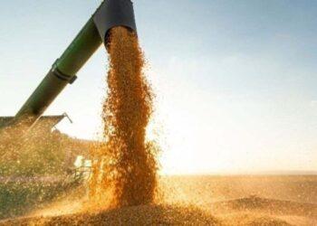 Conab projeta queda de 15% na produção de milho 2ª safra, no Tocantins