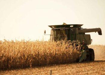 Conab projeta queda de 15% na produção de milho 2ª safra, no Tocantins