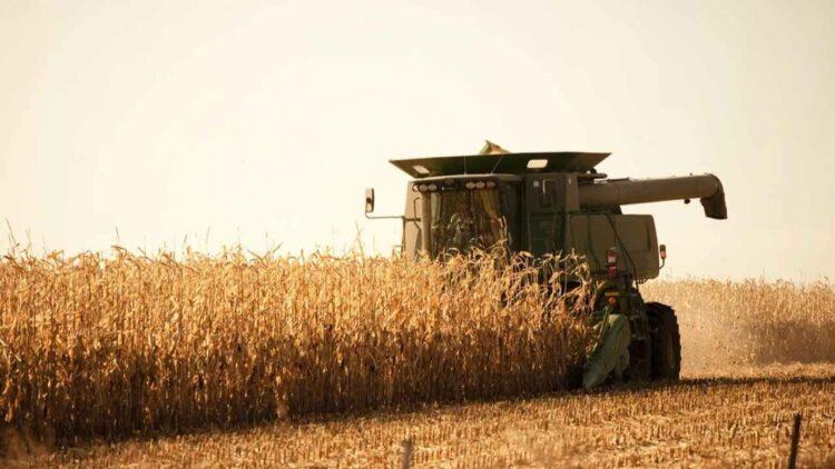 Conab projeta queda de 15% na produção de milho 2ª safra, no Tocantins
