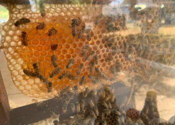 Tocantins apresenta tecnologia de produção de abelhas na Feira da Colheita em Sampaio