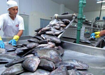 Tocantins fortalece a pesca e aquicultura no Estado e atualiza dados sobre comercialização de peixe e piscicultura