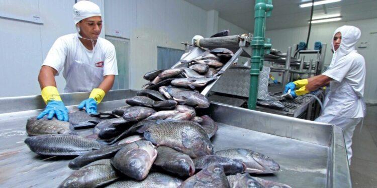 Tocantins fortalece a pesca e aquicultura no Estado e atualiza dados sobre comercialização de peixe e piscicultura