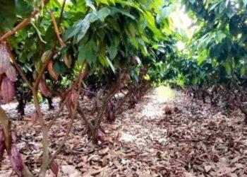 Expansão da produção de cacau e cupuaçu na região do cerrado, em Tocantins