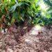 Expansão da produção de cacau e cupuaçu na região do cerrado, em Tocantins