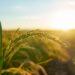 Sebrae Tocantins impulsiona empreendedorismo rural na Expo Almas