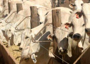 Tocantins registra crescimento significativo no volume de gado confinado