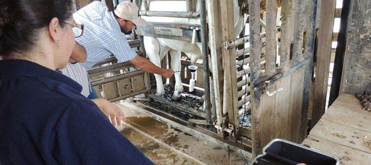 Novo aplicativo para exame andrológico de bovinos revoluciona a pecuária de corte no Brasil