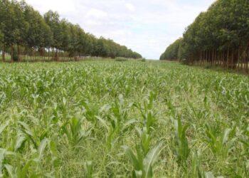 Ciência contribui para Lei que cria planos de adaptação às mudanças climáticas