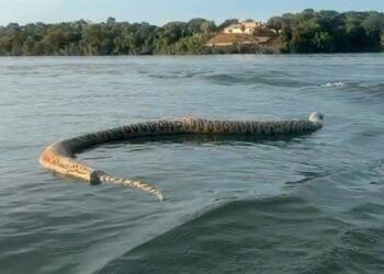 Comerciante registra cobra gigante morta durante passeio de barco: ‘Para quem gosta de nadar no lago’ em Porto Nacional