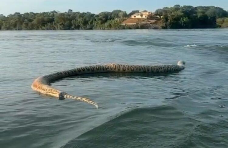 Comerciante registra cobra gigante morta durante passeio de barco: ‘Para quem gosta de nadar no lago’ em Porto Nacional