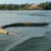 Comerciante registra cobra gigante morta durante passeio de barco: ‘Para quem gosta de nadar no lago’ em Porto Nacional