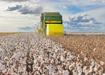 Tocantins alcança recorde histórico em exportações de algodão
