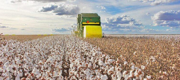 Tocantins alcança recorde histórico em exportações de algodão