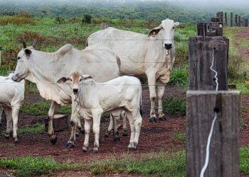 Nos primeiros seis meses de 2024, Tocantins expandiu significativamente o potencial econômico da agricultura e pecuária no Estado