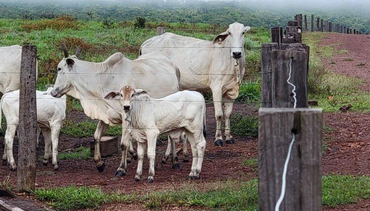 Nos primeiros seis meses de 2024, Tocantins expandiu significativamente o potencial econômico da agricultura e pecuária no Estado
