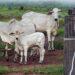 Nos primeiros seis meses de 2024, Tocantins expandiu significativamente o potencial econômico da agricultura e pecuária no Estado