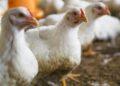 Newcastle: Suspensão de exportações de produtos avícolas afeta mercado brasileiro