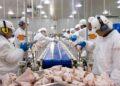 Brasil pode perder exportação de cerca de 60 mil toneladas de frango devido à Doença de Newcastle