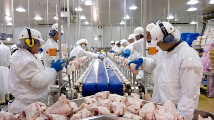 Brasil pode perder exportação de cerca de 60 mil toneladas de frango devido à Doença de Newcastle