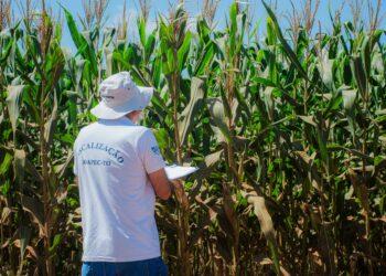 Resultado do monitoramento do complexo do enfezamento do milho para instituições parceiras no Tocantins são apresentados