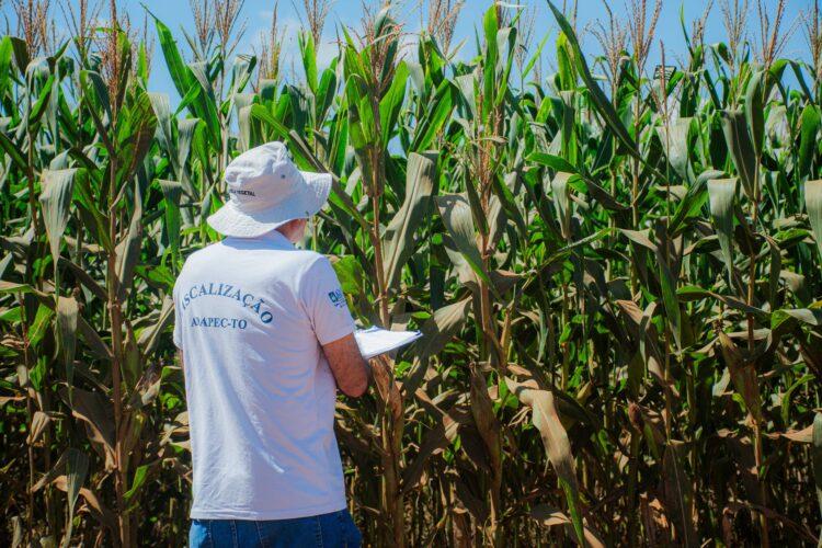 Resultado do monitoramento do complexo do enfezamento do milho para instituições parceiras no Tocantins são apresentados